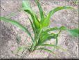 corn seedling