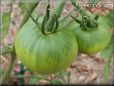 green tomato