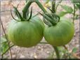 green tomato