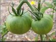 green tomato