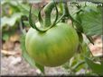 green tomato