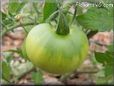 green tomato