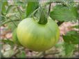 green tomato