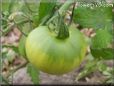 green tomato