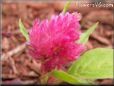 pink celosia