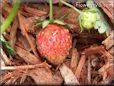 small red strawberry