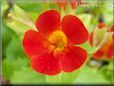 red mimulus flower