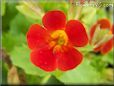 red mimulus flower