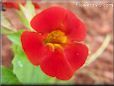 red mimulus flower