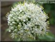 onion Blossom