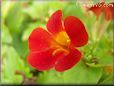red mimulus flower