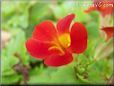 red mimulus flower