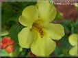 mimulus flower