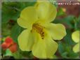 mimulus flower