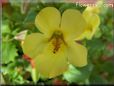 mimulus flower