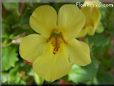 mimulus flower