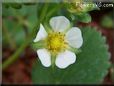strawberry blossom