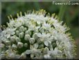 onion Blossom