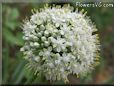 onion Blossom
