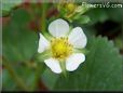 strawberry blossom
