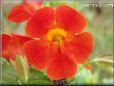 red mimulus flower