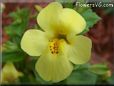 mimulus flower