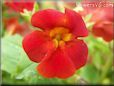 red mimulus flower