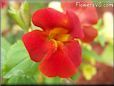 red mimulus flower
