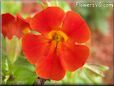 red mimulus flower