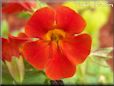 red mimulus flower