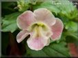 light pink mimulus flower