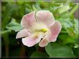 light pink mimulus flower