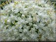 onion Blossom