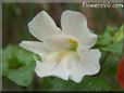 white mimulus flower