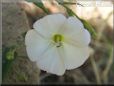 round white vine flower