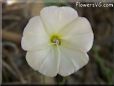 round white vine flower