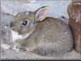 brown rabbit