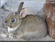 brown rabbit