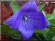 opened balloon flower  pictures