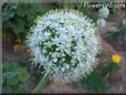 onion Blossom