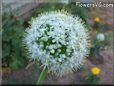onion Blossom