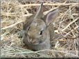 brown rabbit