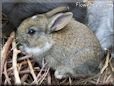 brown rabbit