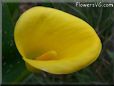 yellow calla lily  pictures