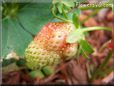 white strawberry