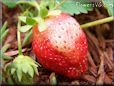 large red white strawberry pictures