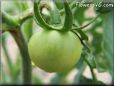 green tomato