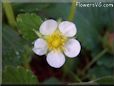strawberry blossom