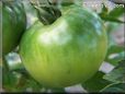 green tomato