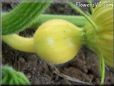 small yellow pumpkin